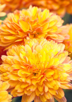 Retrouvez la sélection de fleurs de Toussaint dans votre jardinerie - Truffaut