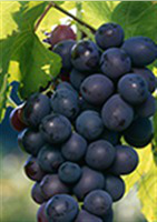 Les plantes de vignes à partir de 16,50€ - Delbard