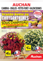 Grande vente de chrysanthèmes - Auchan